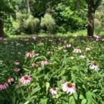 Melissa Ponzio Instagram – Monica’s CORNflowers coming along nicely…but I first thought they were called CONEflowers…or as I like to say DROOPYdaisys…