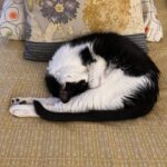 Melissa Ponzio Instagram – What cat pose is this? Roo giving us #CatComma #CatStretchFever
