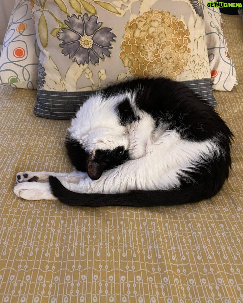Melissa Ponzio Instagram - What cat pose is this? Roo giving us #CatComma #CatStretchFever