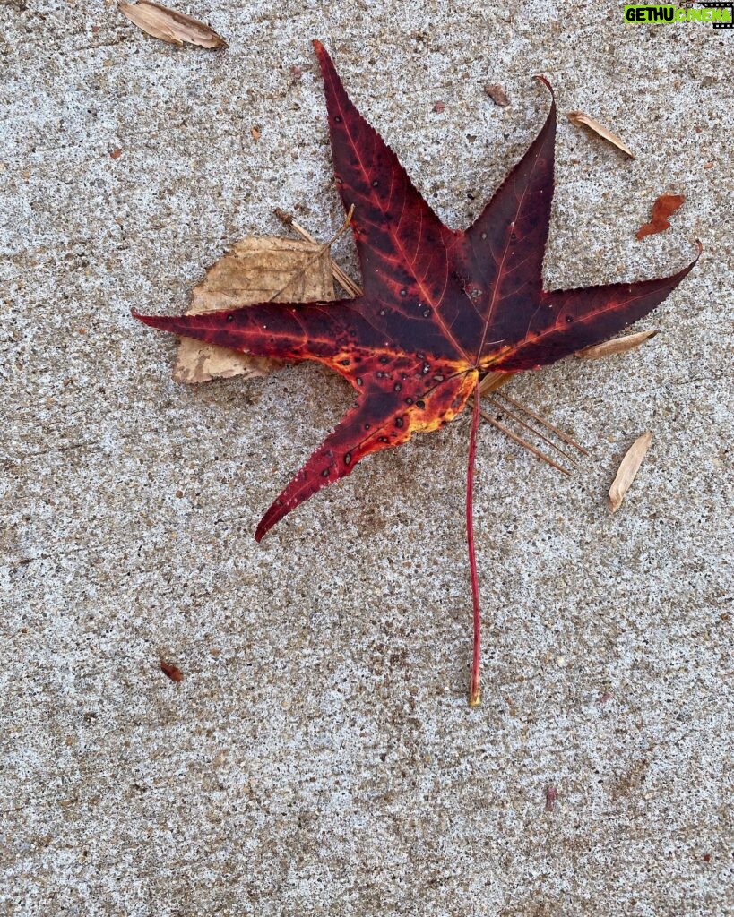 Melissa Ponzio Instagram - Loving these 🍁 Hope you have time for a walk…