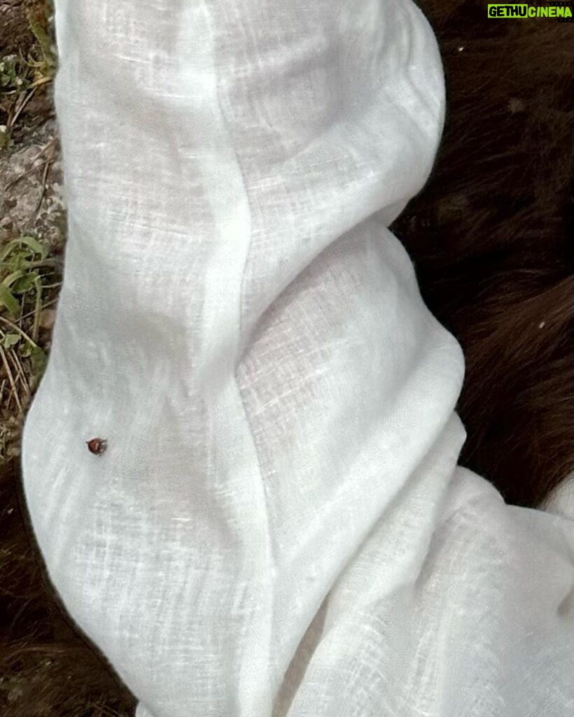 Merve Çağıran Instagram - Beyaz gün ve uğur böceği