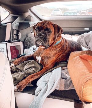 Mia Dinoto Instagram - Road trip with Jax! 
Can you guess where we went?🌴☀️🕶