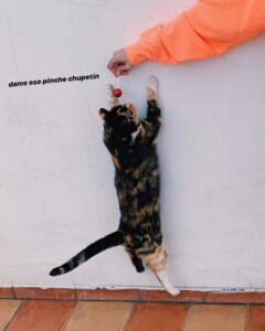 Mica Suárez Instagram - me estaba sacando fotos hasta que apareció este ser... vean esta bella secuencia por favor 🍭🐱❤️