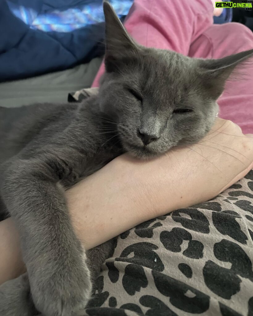 Michelle Trachtenberg Instagram - Morning cuddles with Sir Winston 😻 #kitten #meow #catsofinstagram