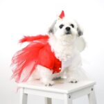 Michelle Vito Instagram - Howl-O-Ween Pawty 🎃 @poochtotty for the Harry Pawter outfit! 🪄