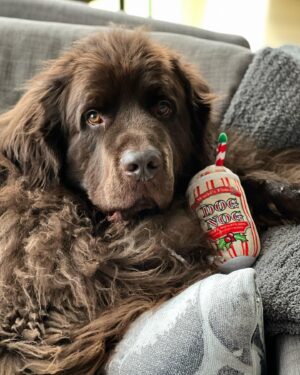 Mikhail Varshavski Instagram - Merry Christmas from my floofy newf @thebearpup 🐻❤️🎄#merrychristmas #newfie #nyc #eggnog