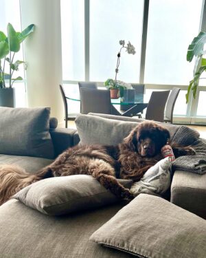 Mikhail Varshavski Instagram - Merry Christmas from my floofy newf @thebearpup 🐻❤️🎄#merrychristmas #newfie #nyc #eggnog