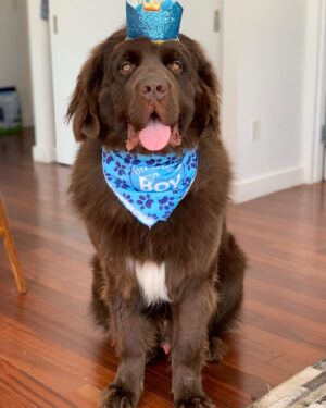 Mikhail Varshavski Instagram - Wishing my best friend the happiest of all birthdays ❤️🐻🎉

It’s hard to explain how much a dog can mean to someone. But this 140-pound floof truly has gotten me through some of my hardest times. 

Love you @thebearpup Happy 6th bday my sweet boy! 🦴🎉 #newfie