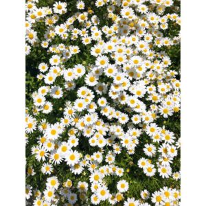Min Hyo-rin Instagram - 🌼🌸🌼🌸