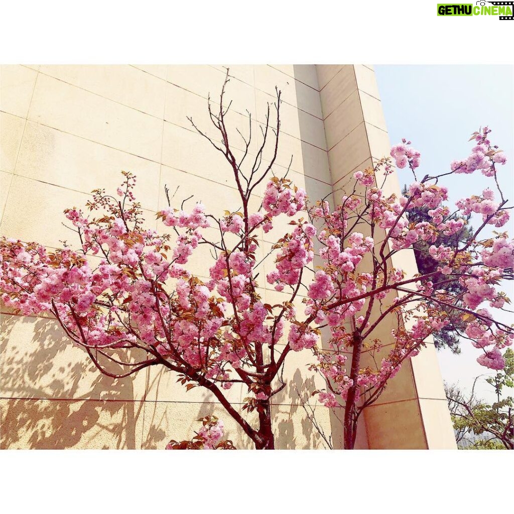 Min Hyo-rin Instagram - 내년에또만나👋🏻🌸🌳 #겹벚꽃