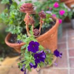 Ming-Na Wen Instagram - Garden Girl Time! Happiness is seeing my beautiful flowers bloom. 🌹🌸💐🌺🌷🪻 Empty Nester: Day 1 Let's see how much I get done. Maybe not do anything at all!😁