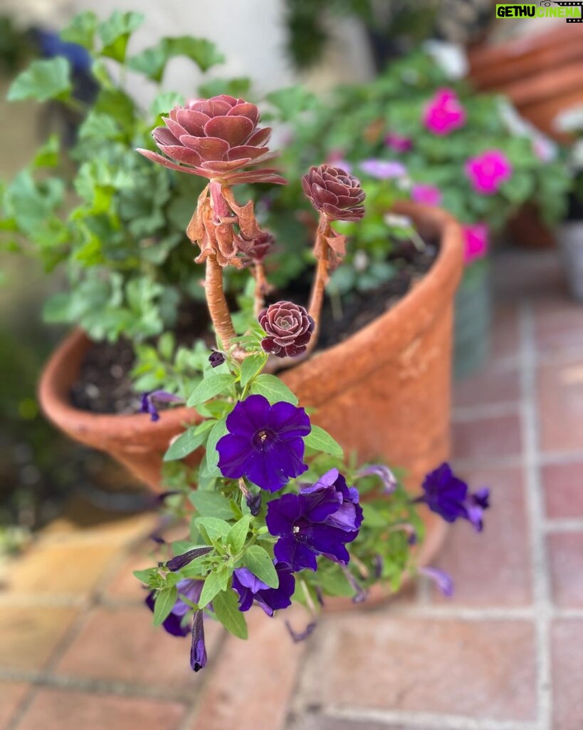 Ming-Na Wen Instagram - Garden Girl Time! Happiness is seeing my beautiful flowers bloom. 🌹🌸💐🌺🌷🪻 Empty Nester: Day 1 Let's see how much I get done. Maybe not do anything at all!😁