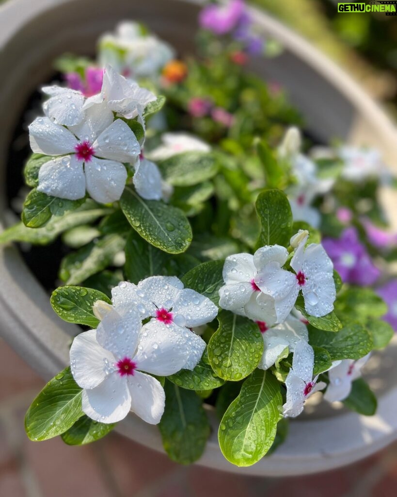 Ming-Na Wen Instagram - Garden Girl Time! Happiness is seeing my beautiful flowers bloom. 🌹🌸💐🌺🌷🪻 Empty Nester: Day 1 Let's see how much I get done. Maybe not do anything at all!😁