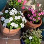 Ming-Na Wen Instagram - Garden Girl Time! Happiness is seeing my beautiful flowers bloom. 🌹🌸💐🌺🌷🪻 Empty Nester: Day 1 Let's see how much I get done. Maybe not do anything at all!😁