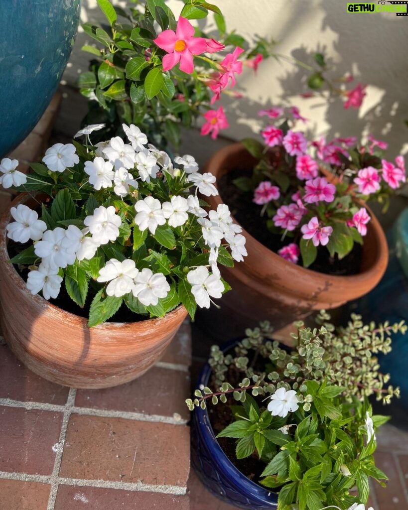 Ming-Na Wen Instagram - Garden Girl Time! Happiness is seeing my beautiful flowers bloom. 🌹🌸💐🌺🌷🪻 Empty Nester: Day 1 Let's see how much I get done. Maybe not do anything at all!😁