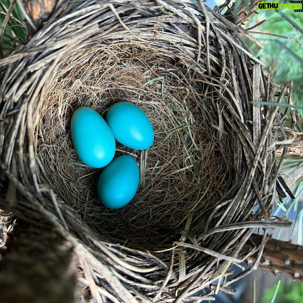 Minka Kelly Instagram - new life. happening in my own back yard. of all the trees and safe havens in the neighborhood thank you little blue bird for trusting your nest is safe with me. 🙇🏻‍♀️🐣🥲🙏🏼 in awe of nature and the intricacy of how she built this perfect little nest from scratch with just a beak, little twig by little twig. and I got to watch her build it. she’s feeding them now and I wish I could go out and record it but if I open the door she’ll be frightened away (they’re that close to my back door!) so you’ll have to use your imagination and I’ll keep that little miracle moment locked in my memory for safe keeping. #WhenSnowWhiteMeetsNatGeo #holyshit #myheartisfull