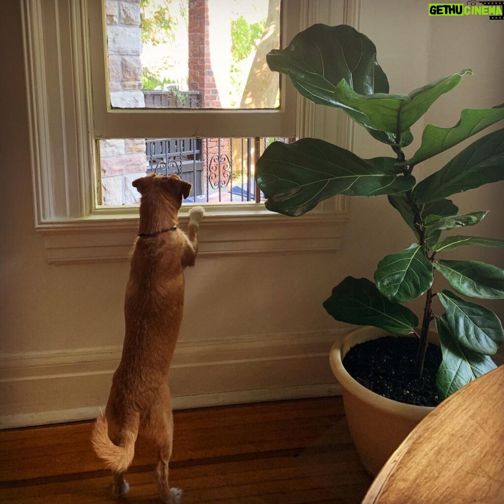 Minka Kelly Instagram - Every morning after breakfast he waits for his friends to take him to the park. Day 7 of 14. Quarantine in Toronto.