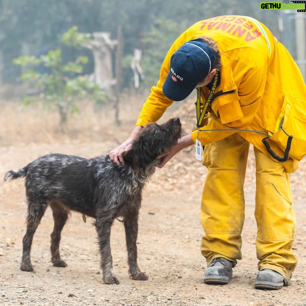 Minka Kelly Instagram - Over 200K acres have been destroyed, many have lost everything, but there are stories of hope and resilience. My friends @ifawglobal deployed (at the invitation of North Valley Animal Disaster Group) to the North Complex Fires. Just yesterday the team found Pippa – she was separated from her family and alone. They rescued and cared for her and she’s being reunited with her humans. Thank you @ifawglobal for being on the ground and making stories like this possible. Link in bio or swipe up in my story to make a donation to help search and rescue teams find animals affected by the fire, make sure they have safe shelter and help organize the rescue efforts of animals in California and around the world. 💔