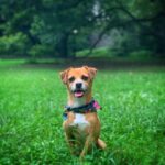 Minka Kelly Instagram - happy #nationaldogday to my little (shit) Freddy and all our four legged family members out there who keep us sane, remind us of joy and love us unconditionally. (we miss you Chewy 🐾)