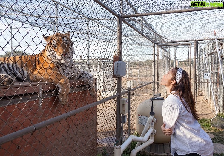 Minka Kelly Instagram - repost @action4ifaw IFAW ambassador @MinkaKelly toured @lionstigers_andbears—an accredited "no kill, no breed, no contact" wildlife sanctuary in Alpine, California—to help us highlight the makings of a true sanctuary.⁠⠀ ⁠⠀ Lions Tigers & Bears provides a safe haven for abused and abandoned exotic animals and advocates to end the exotic animal trade. Unlike pseudo-sanctuaries, which seek to profit from wild animals, Lions Tigers & Bears does not use their animal residents for commercial purposes. They also do not breed their animals and do not allow public contact with them. Cub petting and photo ops with wild animals are dangerous practices that put people at risk and are inhumane for the animals which are often drugged, declawed/defanged, or taken from their mothers at a young age.⁠⠀ ⁠⠀ Minka met the residents of Lions Tigers & Bears (from a safe distance!), like Maverick the tiger and Baloo the moon bear. All have spacious, enriching habitats, nutritious diets, and quality veterinary care utilizing the highest safety standards.⁠⠀ ⁠⠀ She also helped advocate for an incredibly important bill—the Big Cat Public Safety Act. Reflecting broad public support for safeguarding tigers, lions, leopards, and other big cats, Congress is considering legislation that would bring an end to the private ownership of dangerous wild cats in the U.S. ⁠⠀ ⁠⠀ If this bill passes, it would help keep big cats out of the hands of unscrupulous breeders, pseudo-sanctuaries, and roadside zoos. Tap the link in our bio to send a note to your members of Congress letting them know that you support this bill. You can view Minka's trip to Lions Tigers & Bears in our Story Highlights—stay tuned as she continues to support IFAW + big cats!⁠⠀ ⁠⠀ Photo: Alexis Embrey action4ifaw . . . . . #peopleandplanet #protectnature #lionlove #bigcatsofinstagram #wildanimals #africanlion #wildlife_vision #tigerlover #wildlife_inspired #wildlifeonearth #amazingwildlife #savetigers