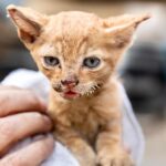 Minka Kelly Instagram - Over 200K acres have been destroyed, many have lost everything, but there are stories of hope and resilience. My friends @ifawglobal deployed (at the invitation of North Valley Animal Disaster Group) to the North Complex Fires. Just yesterday the team found Pippa – she was separated from her family and alone. They rescued and cared for her and she’s being reunited with her humans. Thank you @ifawglobal for being on the ground and making stories like this possible. Link in bio or swipe up in my story to make a donation to help search and rescue teams find animals affected by the fire, make sure they have safe shelter and help organize the rescue efforts of animals in California and around the world. 💔