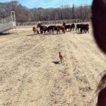 Minka Kelly Instagram - Soooo Freddy is a ranch dog now.