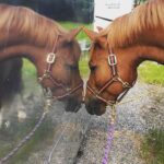 Miranda Lambert Instagram - The pretty inspiration behind the @idyllwind brand. This is Ellie (Idyllwind Ellund ). She is a Welsh Cob and she is a feisty red head. This is the first horse that really taught me to be brave and try things that scare me. I didn’t start riding until I was 30 but it was always a dream of mine. She kept me safe in the saddle and she showed how me to get in the show ring with confidence. Now I have 6 horses and riding is my biggest passion besides rescue animals and music. This brand @idyllwind is about being who you are, being brave and taking chances. About trying new things no matter where you are in your life. About going out there and getting what you want. Horses are the best teachers🐴. She is pretty much retired now at the farm living her best green pasture life but every time I ride her I think about our decade together and thank her for all the lessons. #idyllwindellund 🧡🐴