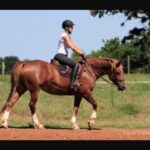 Miranda Lambert Instagram - The pretty inspiration behind the @idyllwind brand. This is Ellie (Idyllwind Ellund ). She is a Welsh Cob and she is a feisty red head. This is the first horse that really taught me to be brave and try things that scare me. I didn’t start riding until I was 30 but it was always a dream of mine. She kept me safe in the saddle and she showed how me to get in the show ring with confidence. Now I have 6 horses and riding is my biggest passion besides rescue animals and music. This brand @idyllwind is about being who you are, being brave and taking chances. About trying new things no matter where you are in your life. About going out there and getting what you want. Horses are the best teachers🐴. She is pretty much retired now at the farm living her best green pasture life but every time I ride her I think about our decade together and thank her for all the lessons. #idyllwindellund 🧡🐴