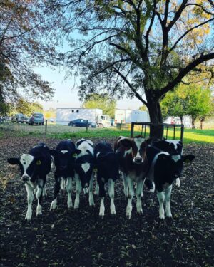 Miranda Otto Instagram - My Friday Squad 🐄 🐄🐄🐄🐄🐄🐄