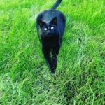 Miranda Otto Instagram - Velvet at large. 🐈‍⬛