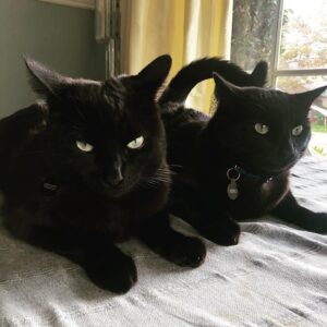 Miranda Otto Instagram - Kitties getting into character . 🐈‍⬛🐈‍⬛ #happyhalloween 🎃🎃🎃🎃