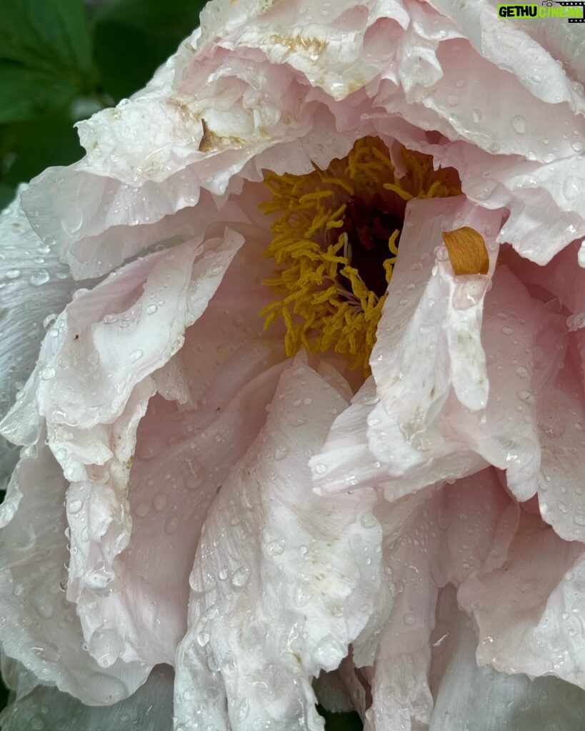 Molly Ringwald Instagram - These blowsy girls #garden #peonies #theysayitsspring