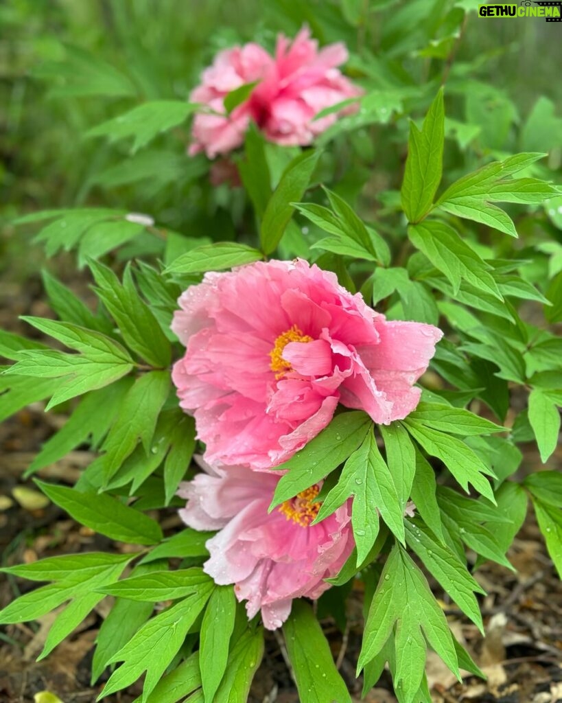 Molly Ringwald Instagram - These blowsy girls #garden #peonies #theysayitsspring