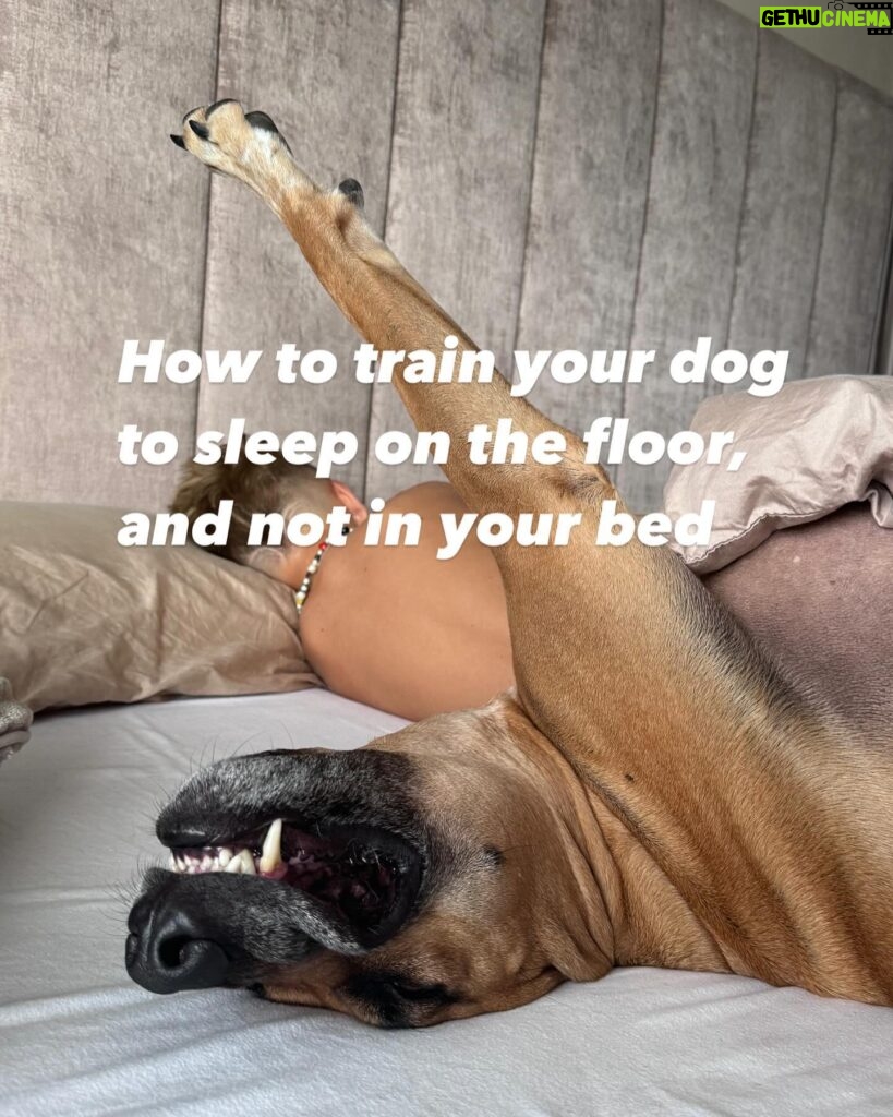 Monique Westenberg Instagram - Hoe leer je je hond niet op bed te slapen!? Swipe —>