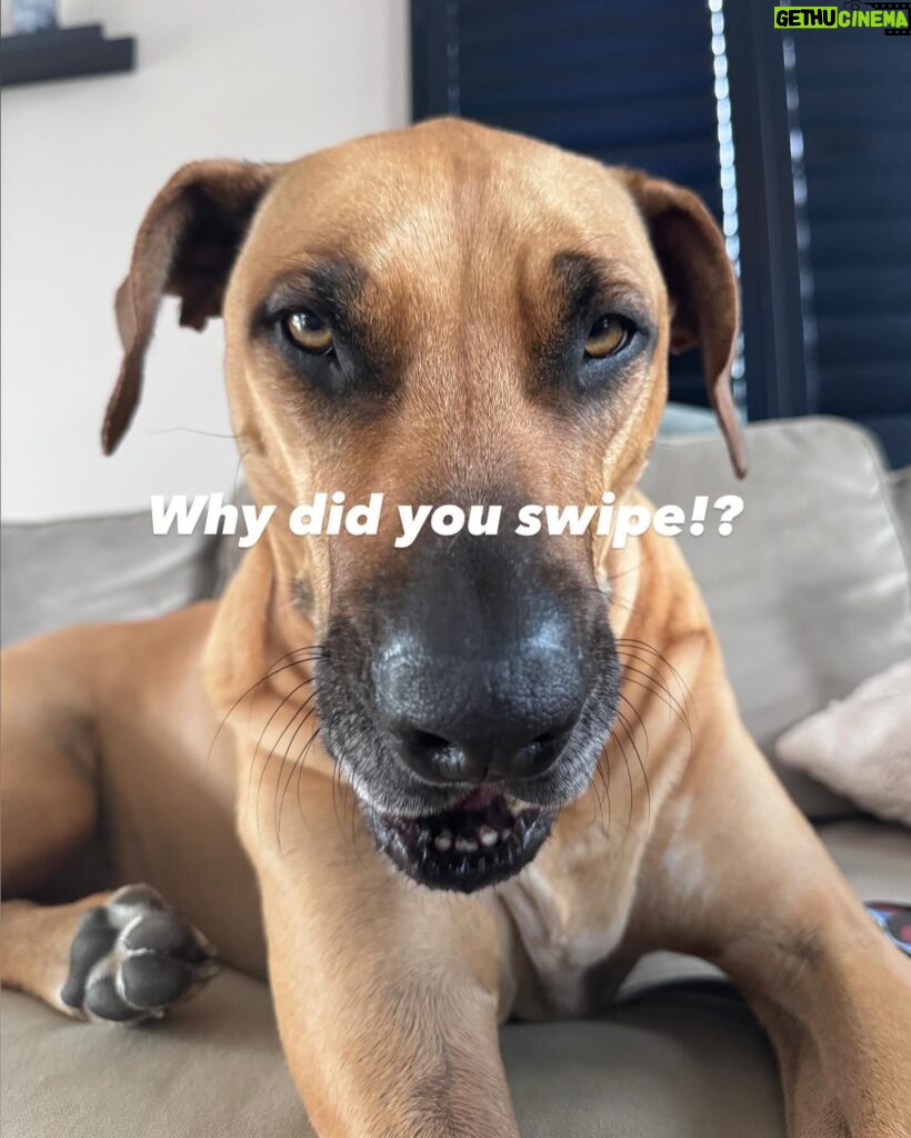 Monique Westenberg Instagram - Hoe leer je je hond niet op bed te slapen!? Swipe —>