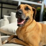 Monique Westenberg Instagram - Dit moet een zondag zijn! 🔅Frenkie 🔆Ik houd van verse bloemetjes 🔆Kalium voor de hondjes 🔆Shooten voor een aankomende real 🔆Brownies van Dré en Diede (buurmeisje) 🔆Blackpanter undercover 🔆Hopi heet 🔆Lekker vers soepje gemaakt 🔆Influencers in de maak
