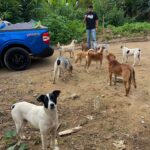 Murilo Cezar Instagram - ontem tivemos uma experiência única de adentrar na aldeia indígena aqui em Bertioga, para realizar uma doação de 300kg de ração. | ao todo na aldeia, são mais de 250 animais. | parabéns @caio_lima e @crossdogs_ por toda iniciativa e a @priscillaesbano por fazer esse lindo trabalho junto à aldeia.