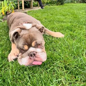 Nadine Leopold Instagram - Life recently 🐶