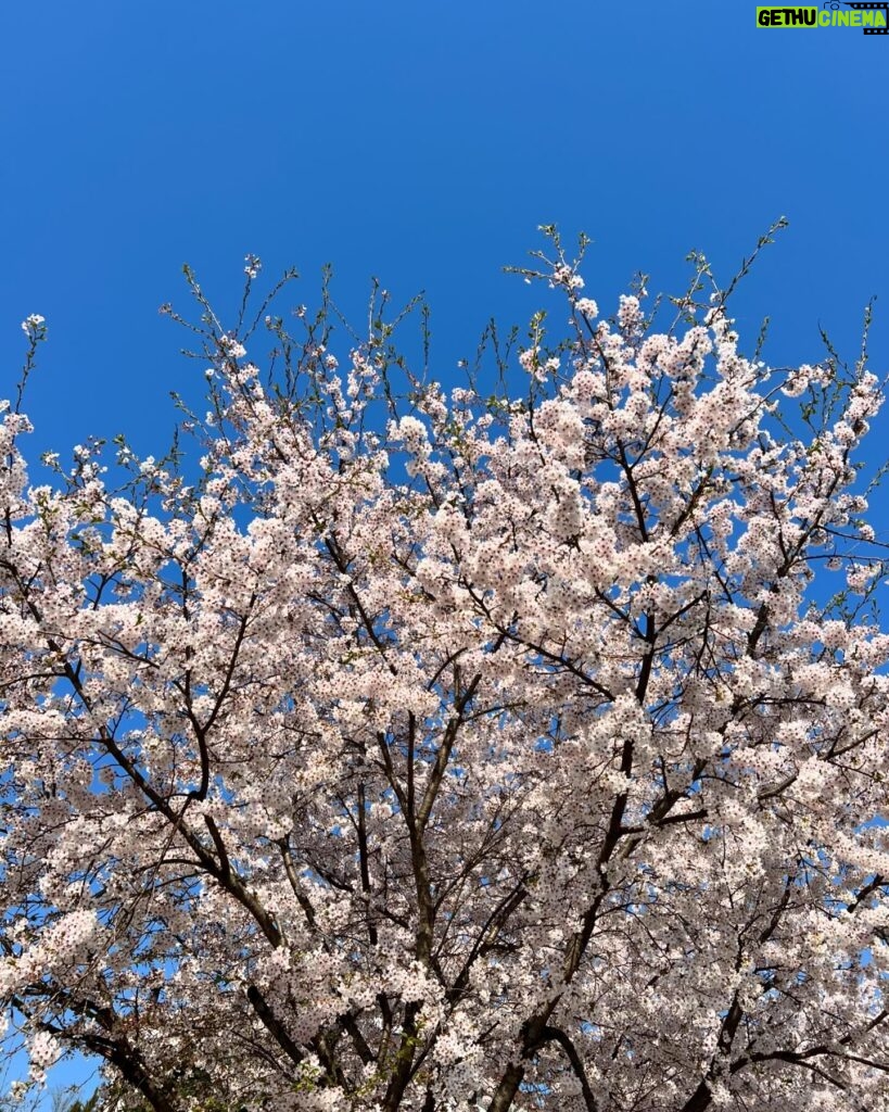 Nam Ji-hyun Instagram - 벚꽃구경은 촬영장에서🌸🌸