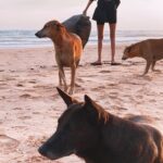 Nanao Instagram - 先月のスリランカ🇱🇰綺麗な海と砂浜。そこに大量のゴミ。プラスチック。 ホテルの目の前を微力ながら友達とゴミ拾いしました。正直、私一人がやったところでって思いました。だけど、やり始めたら見かけた人が手伝ってくれたんです。これをきっかけに、思いや行動が伝わり広がったらいいなと思いました。 プラスチックやゴミの問題だけじゃありません。今のアマゾンの火災や、その他の環境問題なども。地球からたくさんの恩恵を受けているのに、地球を大事にしない人間が多すぎる。 @savethereef @karmagawa