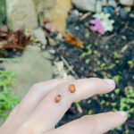 Natasha Liu Bordizzo Instagram - Progress! (rain, shine, eclipse) 🏡🐞🌱
