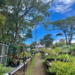 Natasha Liu Bordizzo Instagram - Hello! A few months ago I read some stunning material on re-thinking how our gardens are used, and haven’t been able to stop thinking about it since 🥹🌱 As we know, we’ve lost a horrendous amount of forest, wetland & other natural habitat. There’s already an awesome movement towards changing the idea that ‘nature’ is something set aside in parks or preserves. Instead, it should be part of our daily lives. If our gardens could be less of the traditional biological wasteland that is a ‘lawn’ and include more native plants, we could support insects, birds and other wildlife clinging onto their fragmented homes. There are 130 million parcels of residential land in the US alone that could be being used as a connected habitat to help restore lost biomes. On my recent trip home to Australia I found the amazing✨ @indigigrow ✨, 100% Aboriginal owned and not-for-profit, native plant nursery. If you’re in Sydney, go check them out!! I visited and got a bunch of beautiful Australian natives to start replacing some of the random ornamental plants we had in our backyard. I get excited finding something that is affordable and joyful that can help this messed up, over-developed planet so if one person seeing this does the same… I’ll be stoked 🤙💕💕