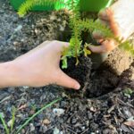 Natasha Liu Bordizzo Instagram - Hello! A few months ago I read some stunning material on re-thinking how our gardens are used, and haven’t been able to stop thinking about it since 🥹🌱 As we know, we’ve lost a horrendous amount of forest, wetland & other natural habitat. There’s already an awesome movement towards changing the idea that ‘nature’ is something set aside in parks or preserves. Instead, it should be part of our daily lives. If our gardens could be less of the traditional biological wasteland that is a ‘lawn’ and include more native plants, we could support insects, birds and other wildlife clinging onto their fragmented homes. There are 130 million parcels of residential land in the US alone that could be being used as a connected habitat to help restore lost biomes. On my recent trip home to Australia I found the amazing✨ @indigigrow ✨, 100% Aboriginal owned and not-for-profit, native plant nursery. If you’re in Sydney, go check them out!! I visited and got a bunch of beautiful Australian natives to start replacing some of the random ornamental plants we had in our backyard. I get excited finding something that is affordable and joyful that can help this messed up, over-developed planet so if one person seeing this does the same… I’ll be stoked 🤙💕💕