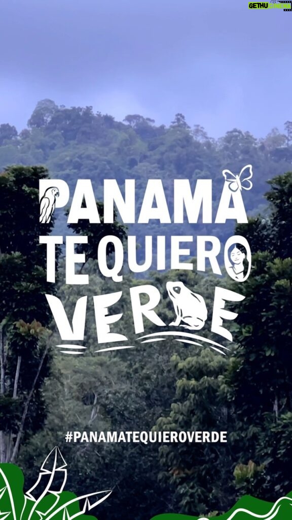 Nathalie Kelley Instagram - What is the wisdom in building the largest open pit mine in Latin America in a the heart of the largest biological corridor in Mesoamerica, home to endangered species like the Gemini Poison Dart Frog? That’s the question I am putting to the Panamanian Supreme Court who have the power to stop Minera Panama - a subsidiary of Quantum Minerals - who want to build a mine the size of New York City in a small country famous for its biodiversity! By the way Quantum Minerals is a Canadian company 🇨🇦, so a good portion of the profits would not even stay in Panama. Ecuador showed us that the tide has turned in Latin America: local, indigenous and traditional communities are tired of multi-nationals coming in, destroying our lands, poisoning our waters, stealing our natural resources and leaving us to clean up their mess. Enough! Our standing trees, our clean waters and the 10 000 species that call the Bosque Danoso rainforest home are much more valuable than a mine. We stand with Panama 💪🏽 Sign the petition to halt the mining project in Panama at the #PanamaTeQuieroVerde #PanamáValeMásSinMinería Video credits: Collaboration between @duletvindigena @waguafilms @mullu.tv & Passu Creative Community