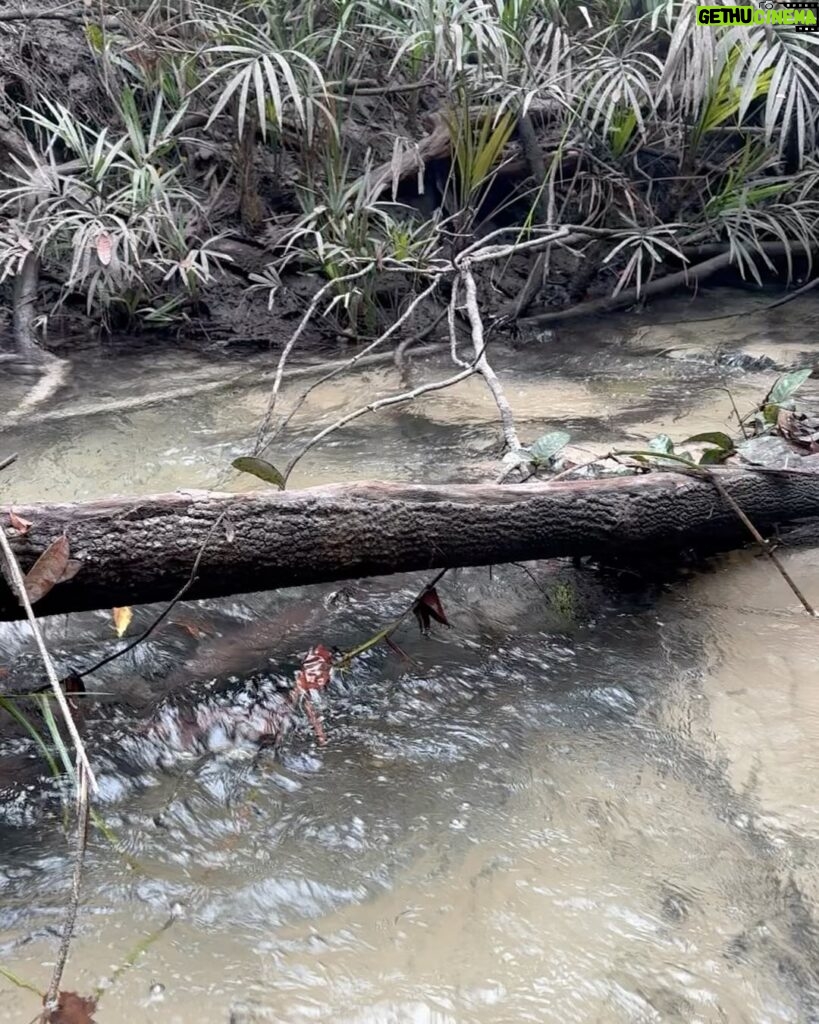 Nathalie Kelley Instagram - This is my Holy Land. These are my Sacred Waters. The Tapajos river and the Alter do Chão aquifer are the source of life for all the living beings who call this part of the Amazon home. For 30 000 years humans have depended on these waters for their survival and mutual thriving… but now it’s difficult to find a part that hasn’t been contaminated by agro-toxins or mercury from gold mining. The governor of this state @helderbarbalho loves to paint himself as a “leader” on climate and sustainability but since 2019 an area over the size of Belgium has been deforested under his watch. He is very careful to silence anyone who dares to criticize him or challenge his blatant greenwashing, but those living here can attest to his failure to protect our waters and forests at time when the Amazon rainforest is inching closer to its tipping point. Fires rage around me as I write this, the river is lower than anyone can remember it… these beautiful photos bely the terrible truth that this vital ecosystem might not make it if companies like @cargill and @proudtobebunge get their way and are allowed to continue their spree of destruction here… they certainly have an ally in @helderbarbalho who can’t wait to give his approval for @cargill’s 3rd soy port. As if two ports for export of monocultures in the most biodiverse place on earth weren’t enough… 🙄 I have a big platform and don’t fear reprisal but believe me, there are people who have been killed for publicly speaking up against these very same forces. I am not afraid. I’m in service to these igarapés, sacred springs, to the swans and river dolphins. I speak for the Waters, for the Soil and the Standing Ones, the trees who nourish us with food and oxygen daily. I’ll be back with more reports, more details, more evidence. But with COP around the corner I want you all to keep your attention on people/companies like @helderbarbalho @cargill @proudtobebunge. What they say vs what they actually do. 👀 We are watching. 🏹