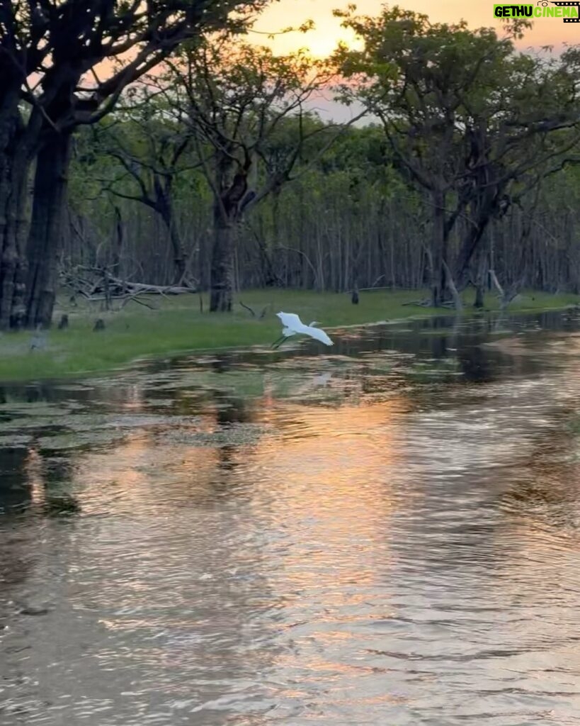 Nathalie Kelley Instagram - This is my Holy Land. These are my Sacred Waters. The Tapajos river and the Alter do Chão aquifer are the source of life for all the living beings who call this part of the Amazon home. For 30 000 years humans have depended on these waters for their survival and mutual thriving… but now it’s difficult to find a part that hasn’t been contaminated by agro-toxins or mercury from gold mining. The governor of this state @helderbarbalho loves to paint himself as a “leader” on climate and sustainability but since 2019 an area over the size of Belgium has been deforested under his watch. He is very careful to silence anyone who dares to criticize him or challenge his blatant greenwashing, but those living here can attest to his failure to protect our waters and forests at time when the Amazon rainforest is inching closer to its tipping point. Fires rage around me as I write this, the river is lower than anyone can remember it… these beautiful photos bely the terrible truth that this vital ecosystem might not make it if companies like @cargill and @proudtobebunge get their way and are allowed to continue their spree of destruction here… they certainly have an ally in @helderbarbalho who can’t wait to give his approval for @cargill’s 3rd soy port. As if two ports for export of monocultures in the most biodiverse place on earth weren’t enough… 🙄 I have a big platform and don’t fear reprisal but believe me, there are people who have been killed for publicly speaking up against these very same forces. I am not afraid. I’m in service to these igarapés, sacred springs, to the swans and river dolphins. I speak for the Waters, for the Soil and the Standing Ones, the trees who nourish us with food and oxygen daily. I’ll be back with more reports, more details, more evidence. But with COP around the corner I want you all to keep your attention on people/companies like @helderbarbalho @cargill @proudtobebunge. What they say vs what they actually do. 👀 We are watching. 🏹