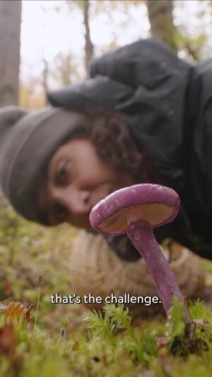 Nathalie Kelley Instagram - Just this last month the National Geographic Society (@insidenatgeo) made the move to include FUNGI in its definition of WILDLIFE, placing them alongside plants and animals.

This isn’t just wordplay; it literally means that mycology has been declared an area of interest, unlocking crucial funding for fungal research and projects looking to investigate and protect fungi from all over the world.

Alongside this significant step triggered by our partners at the @fungifoundation, the National Geographic Society’s Impact Story Lab has launched the short film ‘Flora Fauna Funga’ (available on their YouTube channel and via the link in my bio) The short documentary was filmed during an expedition to Tierra del Fuego in Chile, where @giulifungi @fungifoundation, @merlin.sheldrake,  and @spununderground spent 10 days collecting samples of fungi and soil to research how the funga of the southernmost tip of the American continent live and adapt.

Foundress of the @fungifoundation @giulifungi is doing amazing things for KINdom of Fungi, finding new species, fighting to make sure mycologically inclusive language is included in conservation frameworks. You will be hearing more about this work in next month but in meantime please check out the longer version of this film via the link in my bio. 🍄🍄🍄🍄🍄🍄