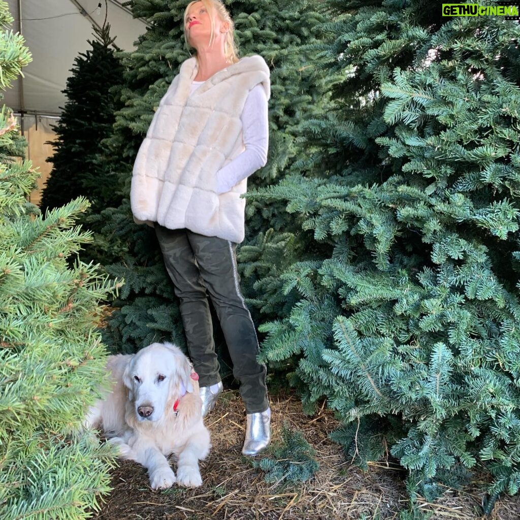 Nicollette Sheridan Instagram - Oliver found his tree and wouldn’t budge...damn he has good taste! ❤️🐶❤️🌲❤️ #Christmas #love #sundayfunday