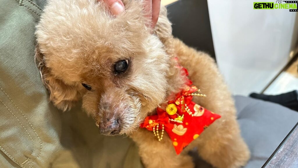 Nikki Hsieh Instagram - 我的新年這樣過 依舊沒忘了Cookie 你們的新年怎麼過？ 新年快樂🍾️