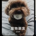 Nikki Hsieh Instagram - 養小惡魔兩個月 因為他 我的生活被填的滿滿滿 但期間還是時不時把他叫成Cookie 說沒比較是騙人的🤥 但對他的愛不比Cookie少 Cooper應該是能理解的吧😌 是吧應該會理解的是吧！